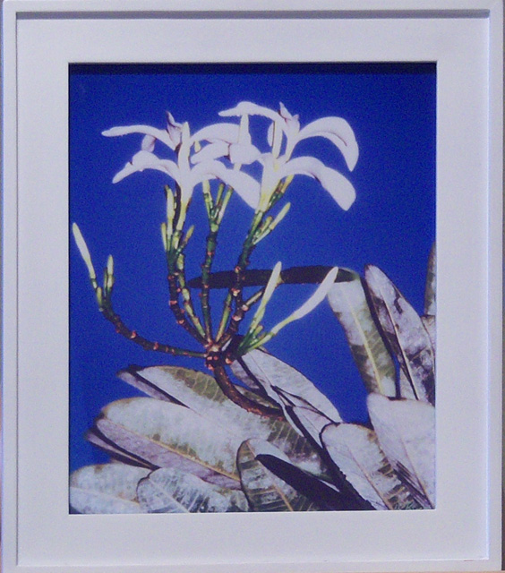 White Flower on Blue Sky